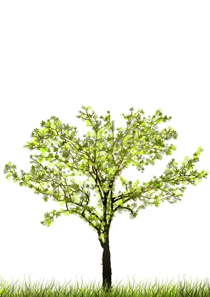 Árbol de primavera — Foto de Stock