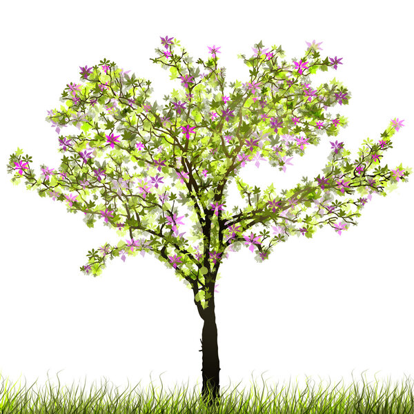 Spring Tree isolated on white