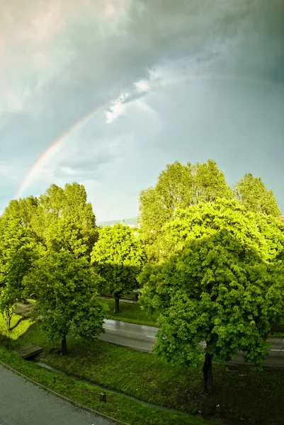 Regenboog en bomen — Stockfoto