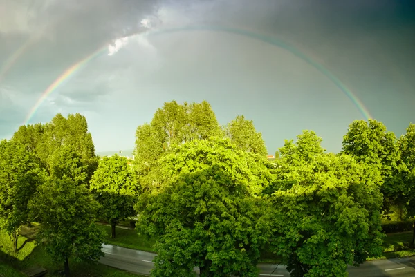 Rainbow and trees — Stock Photo, Image