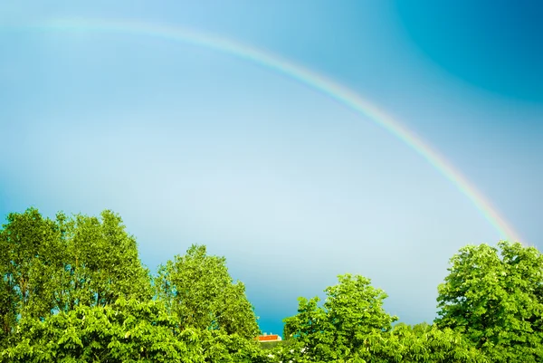 Rainbow over de bomen — Stockfoto