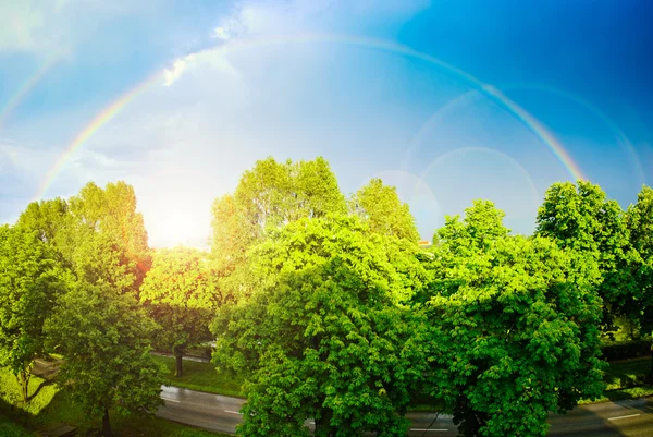 彩虹和树 — 图库照片