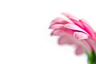 pembe gerber çiçek