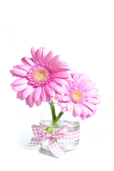 Kwiat różowy gerber — Zdjęcie stockowe