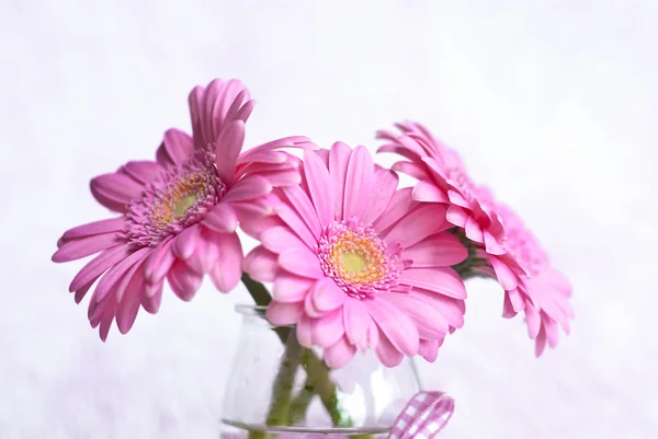 Rosa gerber blomma — Stockfoto