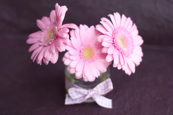 Roze gerber bloem — Stockfoto