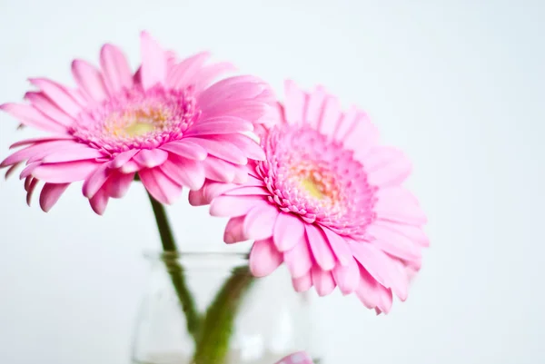Flor de gerber rosa — Fotografia de Stock