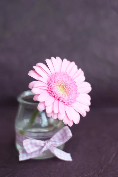 Gerber rózsaszín virág — Stock Fotó