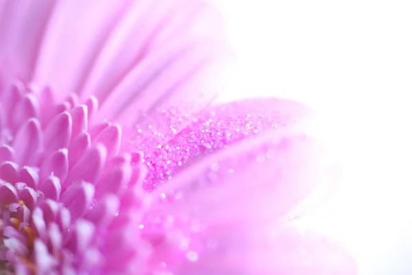 Květina růžová Gerbera — Stock fotografie