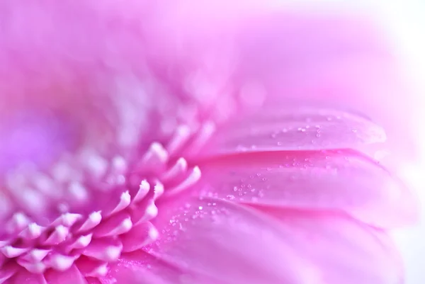 Gerber ροζ λουλούδι — Φωτογραφία Αρχείου