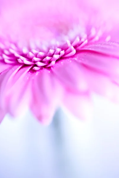 Гербер рожева квітка — стокове фото