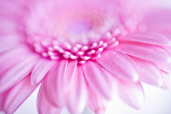 Pembe gerber çiçek — Stok fotoğraf