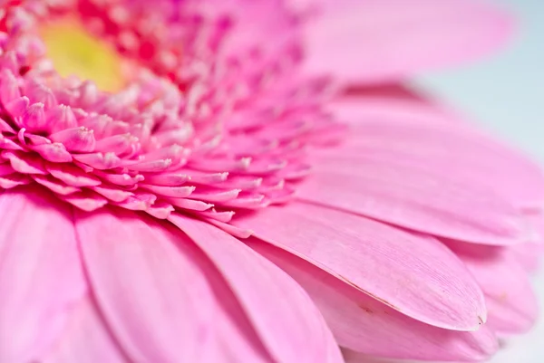 Pembe gerber çiçek — Stok fotoğraf