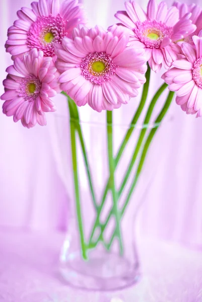 ガーバー ピンク花 — ストック写真