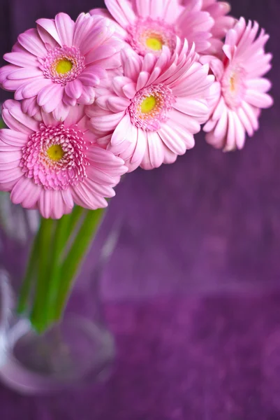 Pink gerber daisies on grunge purple background — Stock Photo, Image