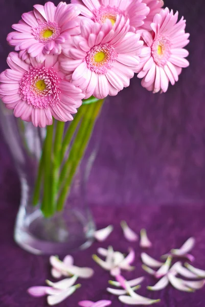 粉红色格柏雏菊 grunge 紫色背景上 — 图库照片