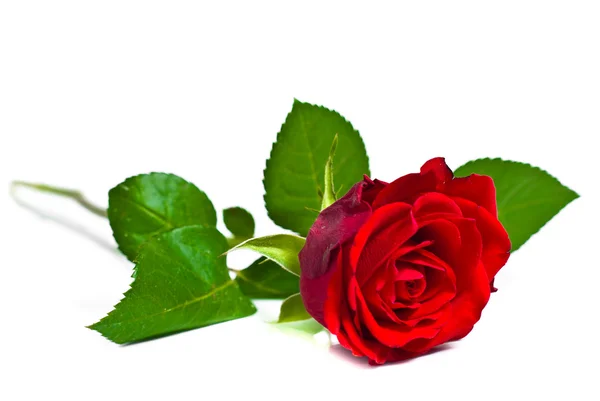 Красная роза на белом фоне студии — стоковое фото