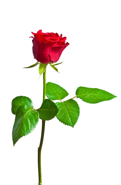 Rød rose på en studie hvid baggrund - Stock-foto