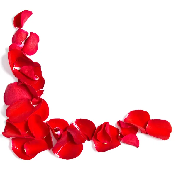 Romantische rote Rosenblätter auf Weiß mit Kopierraum — Stockfoto