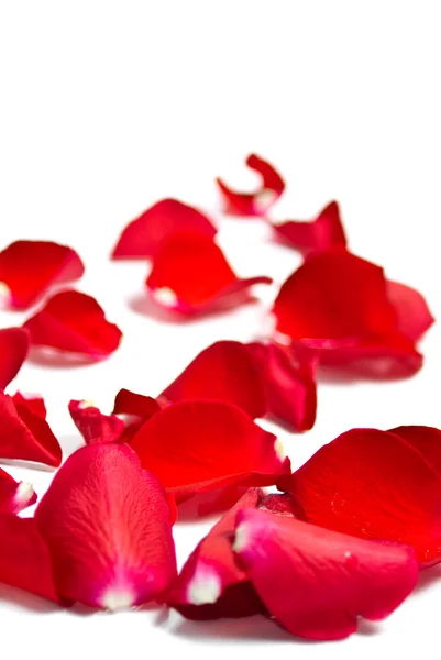 Pétalas de rosa vermelhas românticas em branco com espaço de cópia — Fotografia de Stock