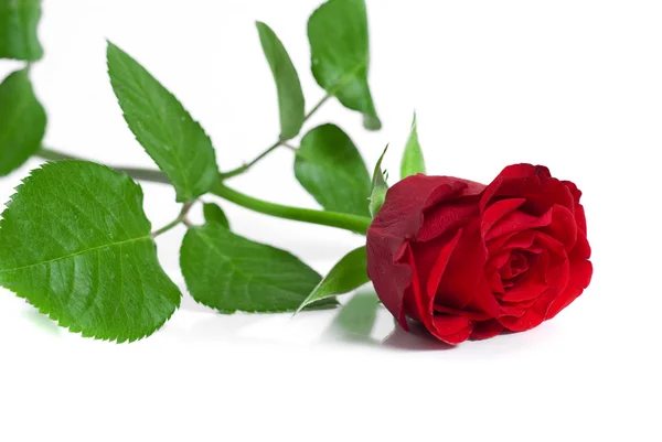 Rosa roja en el blanco —  Fotos de Stock