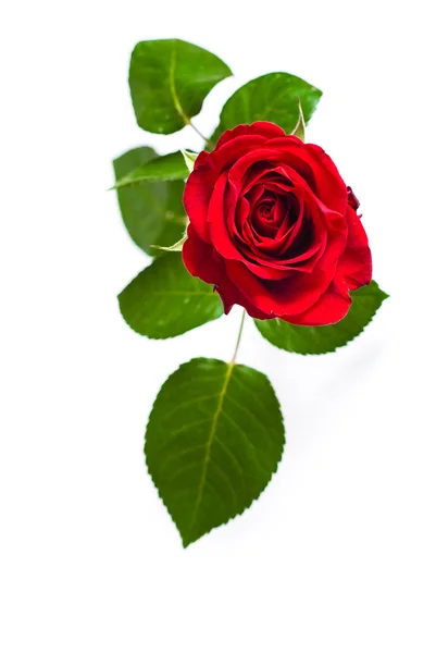 Rote Rose auf dem weißen — Stockfoto