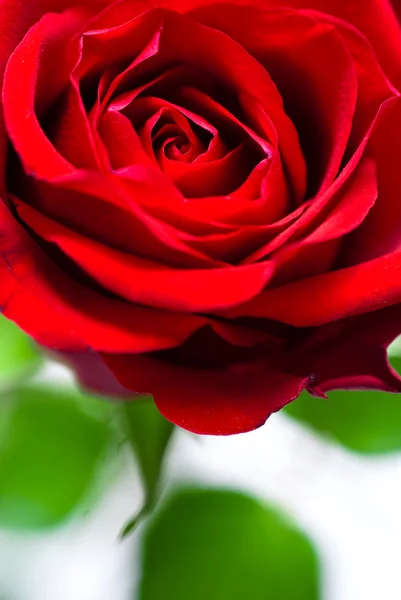 Rosa rossa Immagini Stock Royalty Free