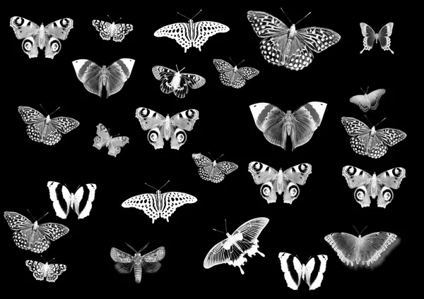 Conjunto de diferentes mariposas —  Fotos de Stock