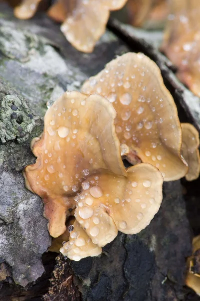 stock image Toadstool in the forest in plitvice