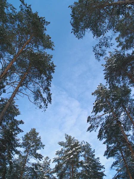 하늘에 대하여 나무의 꼭대기 — 스톡 사진