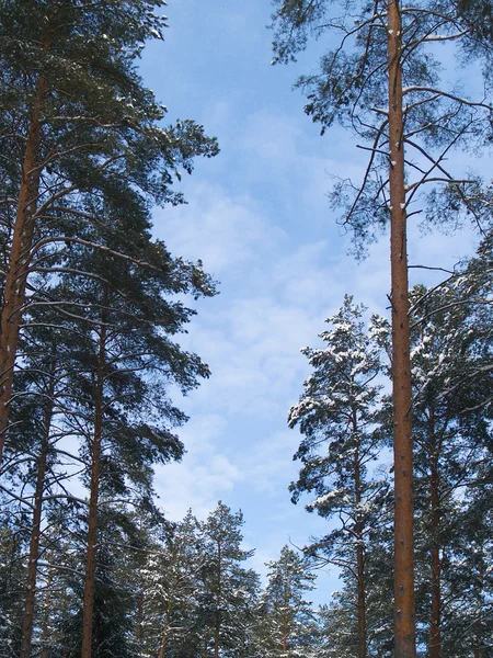 하늘에 대하여 나무의 꼭대기 — 스톡 사진