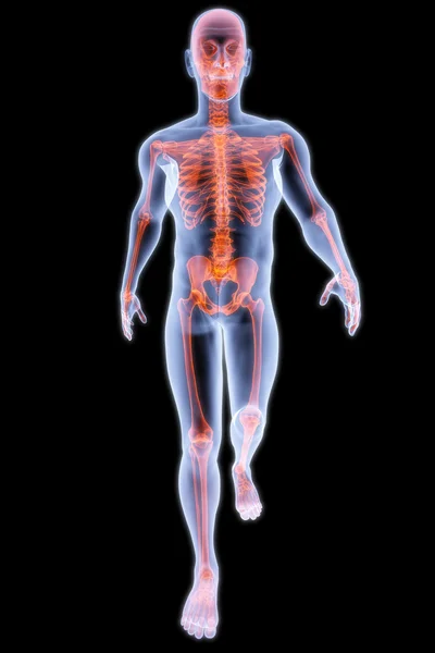 Человеческий рентген — стоковое фото