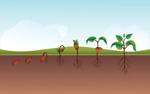 Процесс рассады / выращивания растений — стоковый вектор