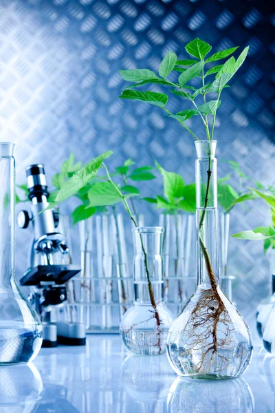 Plantas modificadas genéticamente — Foto de Stock