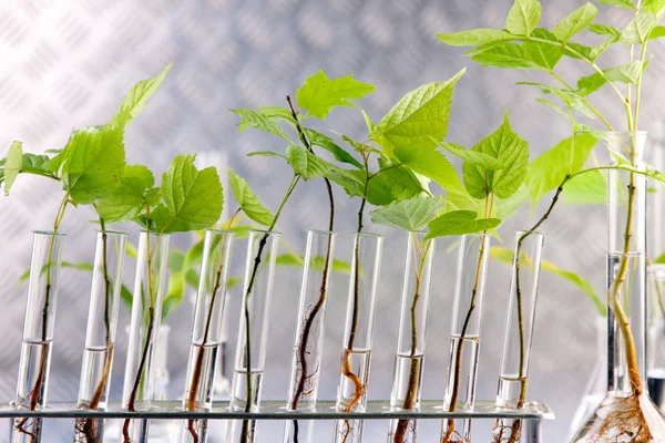 Geneticky modifikované rostliny — Stock fotografie