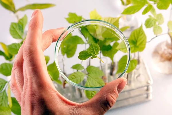 stock image Green Seedling laboratory