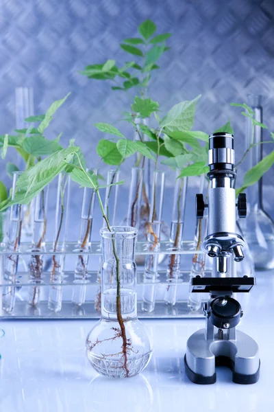 Genetiği değiştirilmiş bitkiler — Stok fotoğraf