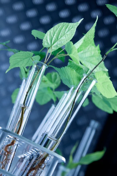 Genetisch gemodificeerde planten — Stockfoto