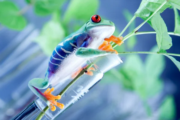 Frog in lab! — Stock Photo, Image