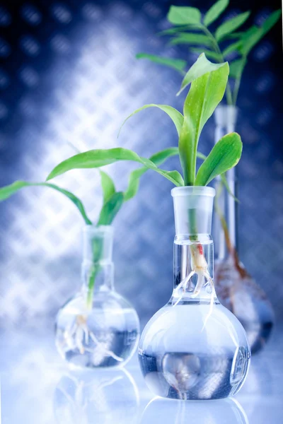 Plantas modificadas genéticamente — Foto de Stock