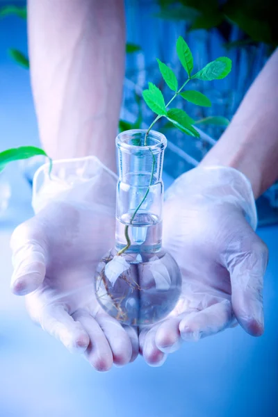 Sadzonka zielony laboratorium — Zdjęcie stockowe