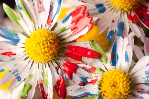 stock image Colored Daisys