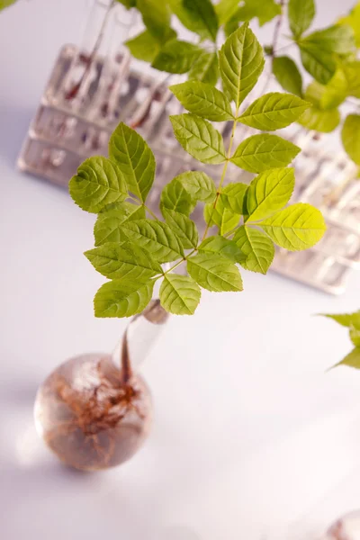 Green Seedling laboratory — Stock Photo, Image