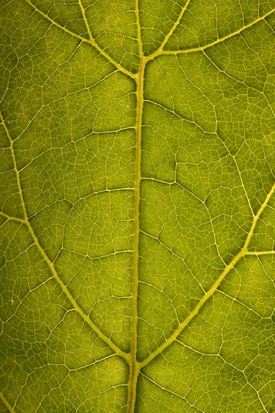 Grönt blad struktur — Stockfoto
