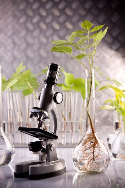 Piantina verde e microscopio in laboratorio — Foto Stock