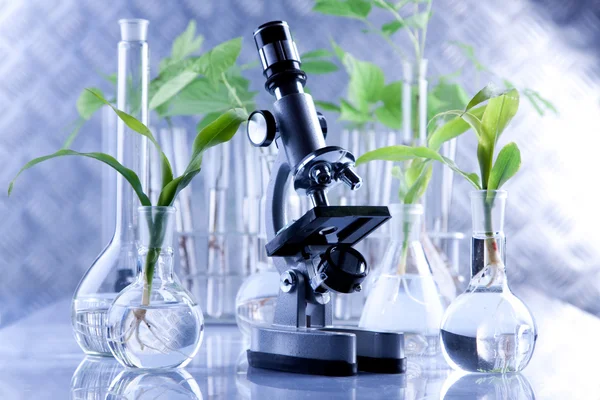Mudas verdes e microscópio em laboratório — Fotografia de Stock
