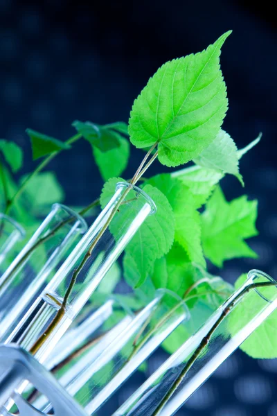 녹색 모 종 실험실 — 스톡 사진