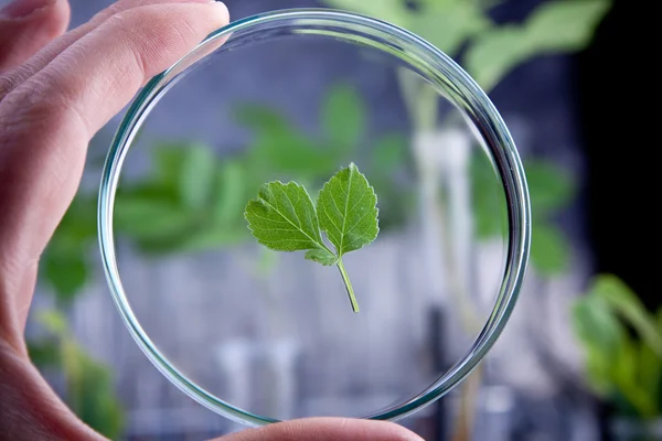 stock image Green Seedling laboratory