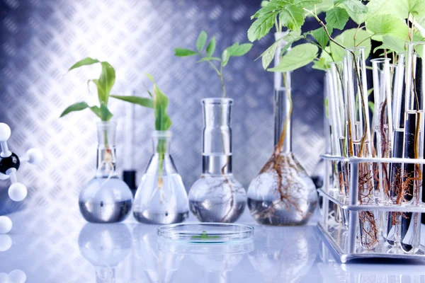 Sadzonka zielony laboratorium — Zdjęcie stockowe