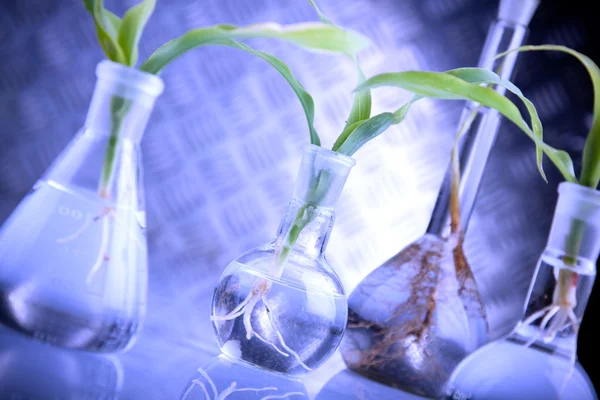 Super laboratory with green seedlings — Stock Photo, Image